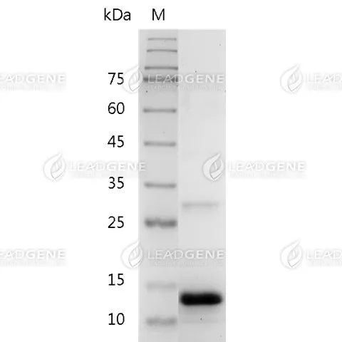 SDS-PAGE analysis of recombinant human Activin B.