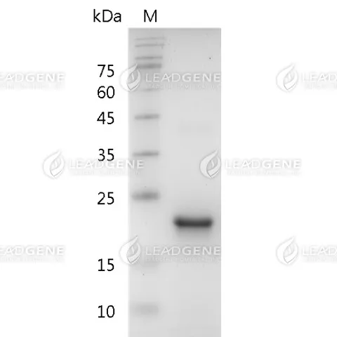 Human TPO, His Tag, E. coli