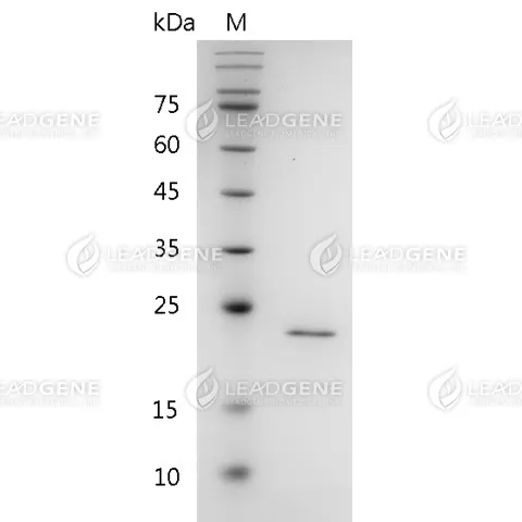 SDS-PAGE analysis of recombinant human FGF-3.