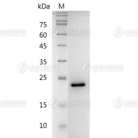 SDS-PAGE analysis of recombinant human FGF-8a.