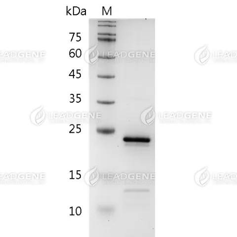 SDS-PAGE analysis of recombinant human FGF-8b.