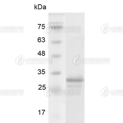 SDS-PAGE analysis of recombinant human FGF-13.