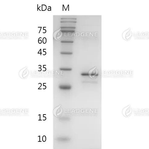 SDS-PAGE analysis of recombinant human FGF-14.