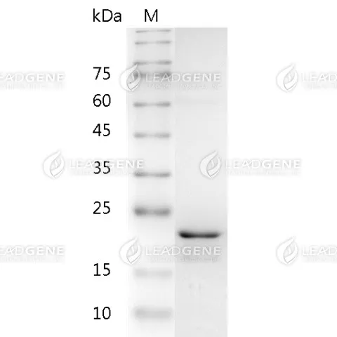 Human FGF-16, His Tag, E. coli