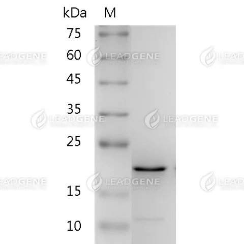 Human FGF-18, His Tag, E. coli