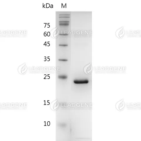 Human FGF-19, His Tag, E. coli
