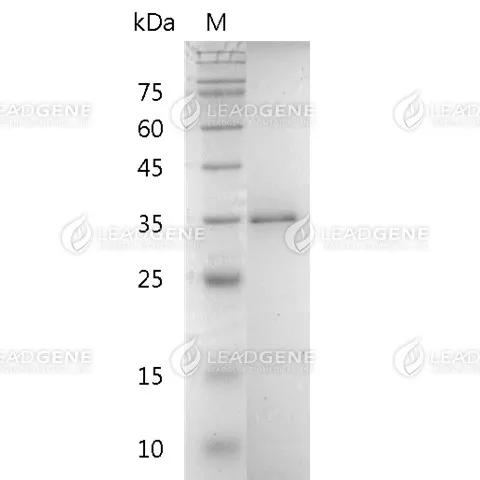 Human FGF-22, His-SUMO Tag, E. coli