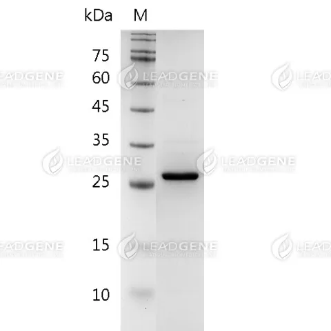 SDS-PAGE analysis of recombinant human FGF-23.
