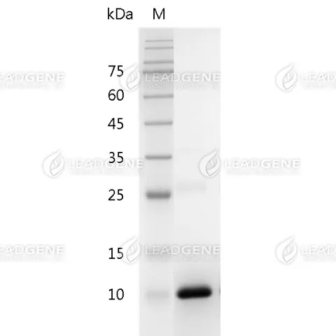 SDS-PAGE analysis of recombinant Human TGF Beta 2.