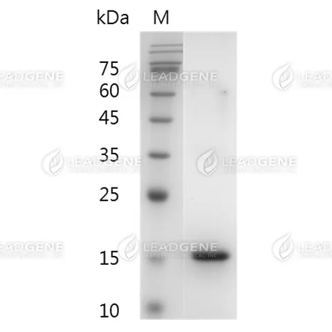 Human Flt-3 Ligand, His Tag, E. coli