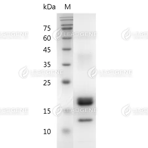 SDS-PAGE analysis of recombinant human M-CSF.