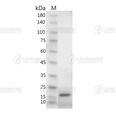 Human IFN Omega, His Tag, E. coli