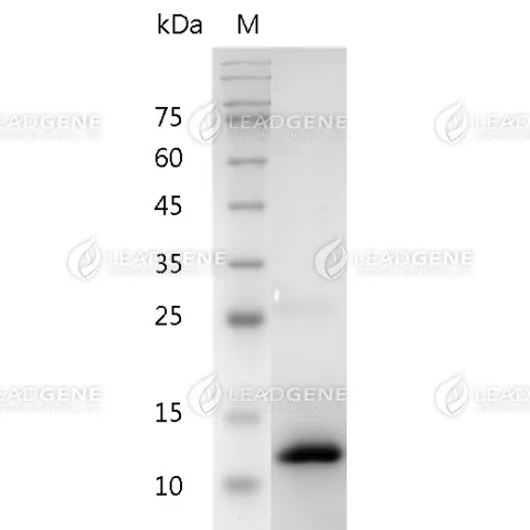 Human BMP-2, His Tag, E. coli