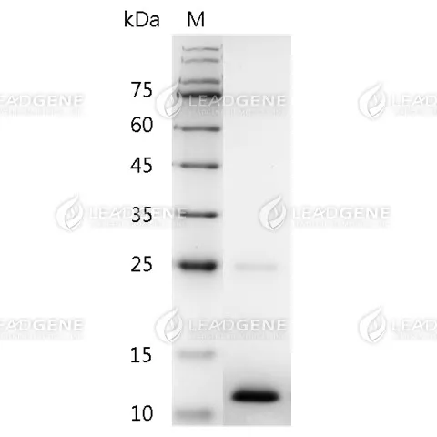 Human BMP-3, His Tag, E. coli