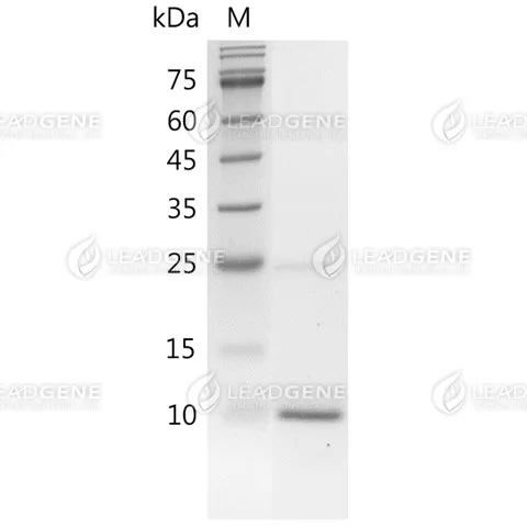 Human BMP-4, His Tag, E. coli