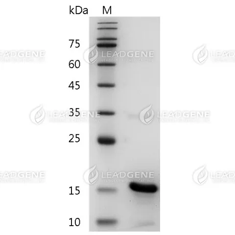 Human BMP-5, His Tag, E. coli