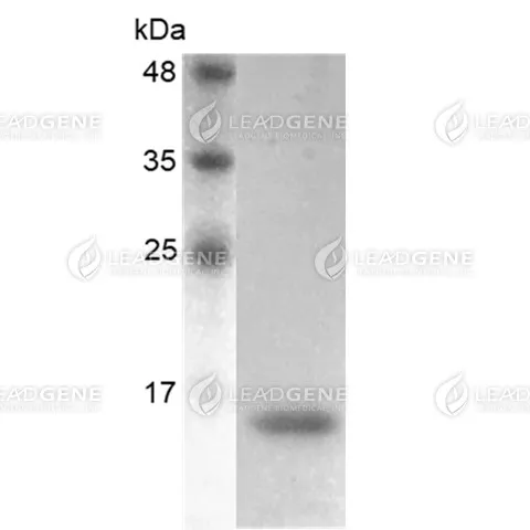 Human BMP-6, His Tag, E. coli