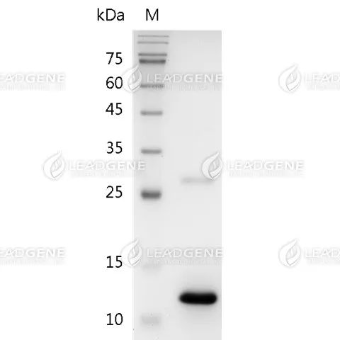 Human BMP-7, His Tag, E. coli