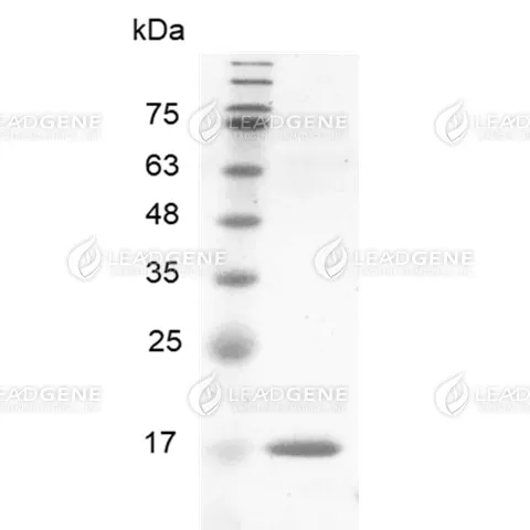 SDS-PAGE analysis of recombinant human BMP-8a.