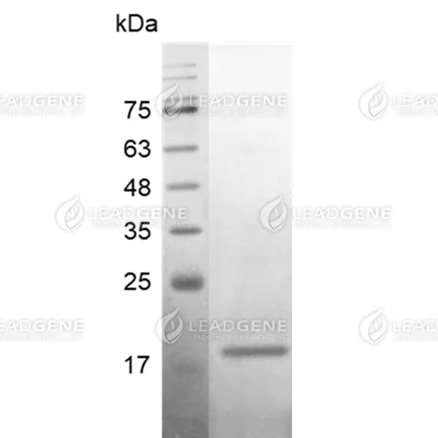 SDS-PAGE analysis of recombinant human BMP-8b.