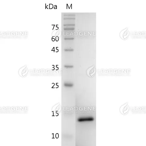 SDS-PAGE analysis of recombinant Human BMP-9.