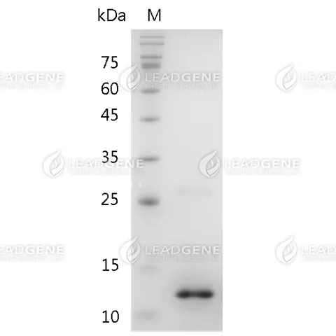 Human BMP-10, His Tag, E. coli