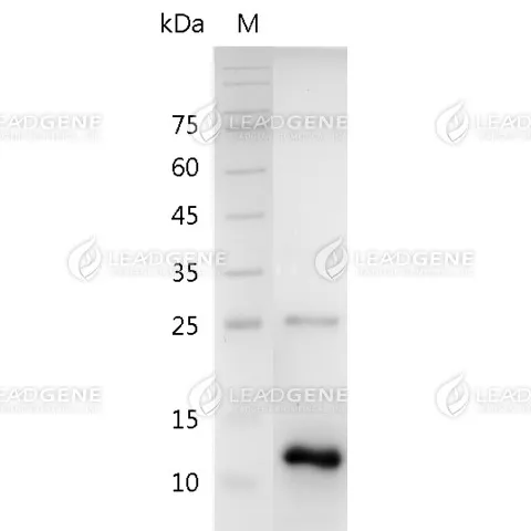 SDS-PAGE analysis of recombinant human BMP-11.