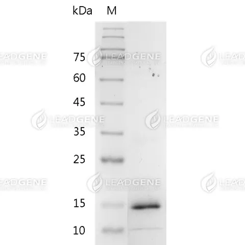 SDS-PAGE analysis of recombinant human BMP-12.