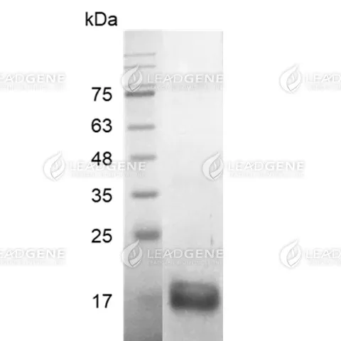 SDS-PAGE analysis of recombinant human BMP-13.