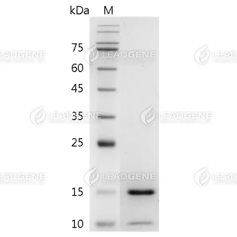 SDS-PAGE analysis of recombinant human BMP-14.