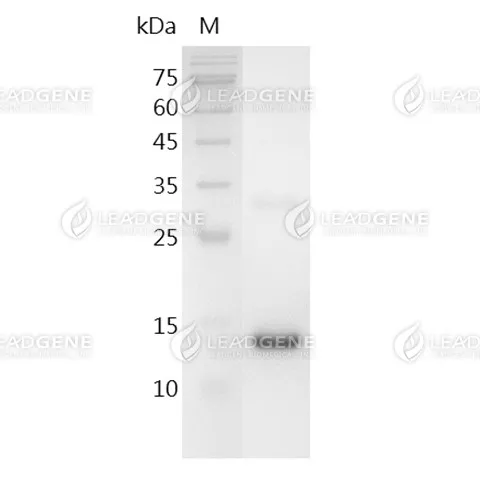SDS-PAGE analysis of recombinant human BMP-15.