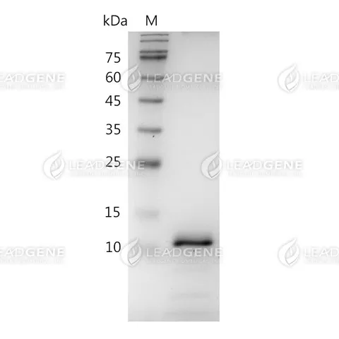 SDS-PAGE analysis of recombinant human BMP-16.