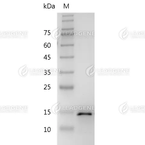 SDS-PAGE analysis of recombinant human TWEAK.