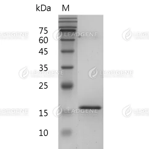 SDS-PAGE analysis of recombinant human BAFF.