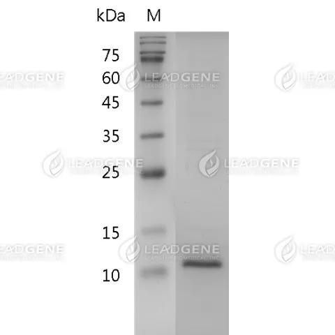 SDS-PAGE analysis of recombinant human beta-NGF.