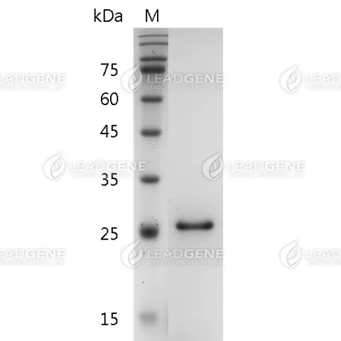 Human CNTF, His Tag, E. coli