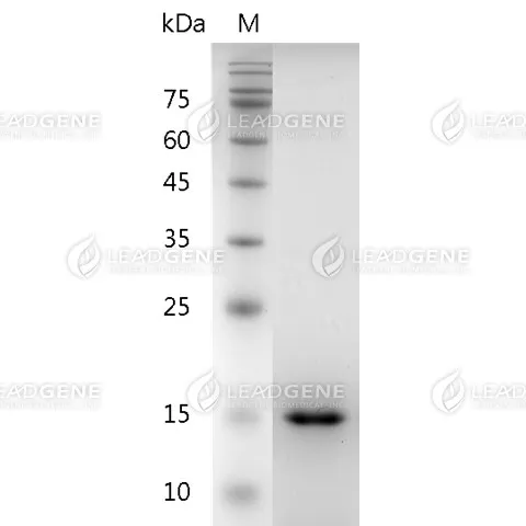 Human GDNF, His Tag, E. coli