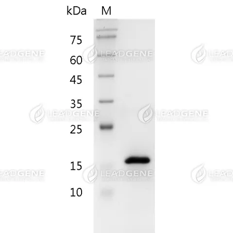 Human Pleiotrophin, His Tag, E. coli