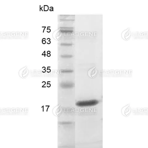 Human Midkine, His Tag, E. coli