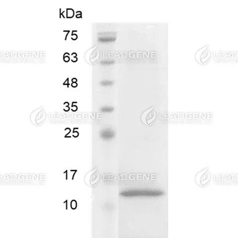 Human Neurturin, His Tag, E. coli