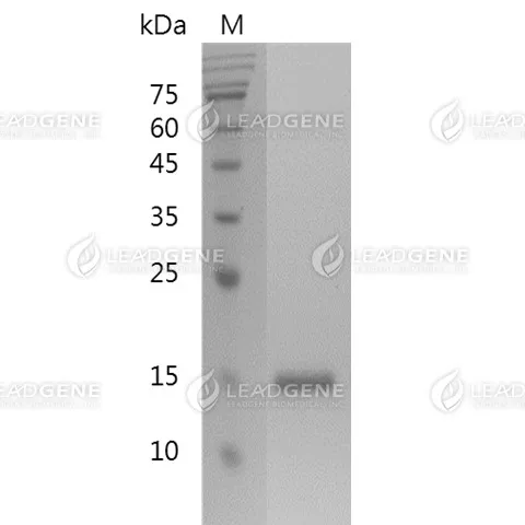 Human Galectin-1, His Tag, E. coli