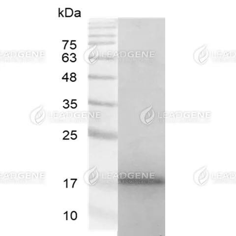 Human Galectin-7, His Tag, E. coli