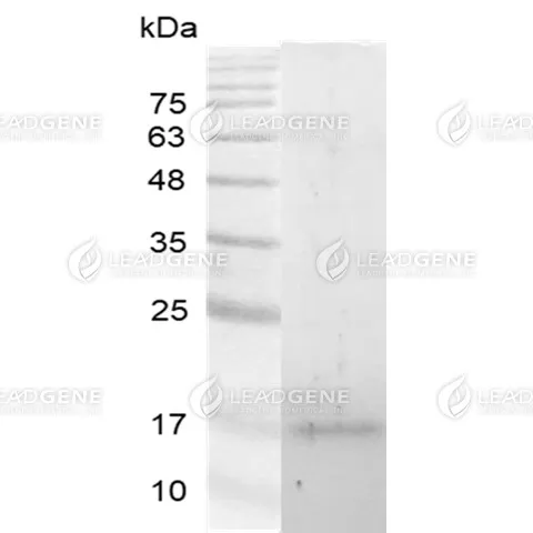 Human Galectin-13, His Tag, E. coli