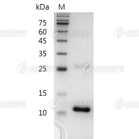 SDS-PAGE analysis of recombinant human TGF beta 3.