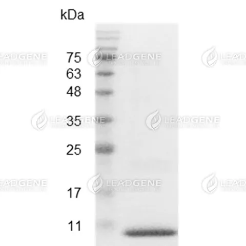 Human CXCL1, His Tag, E. coli