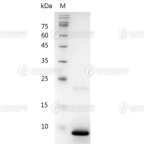 Human CXCL3, His Tag, E. coli