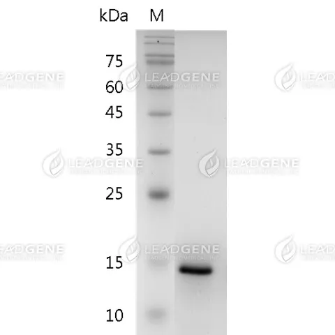 Human CXCL9, His Tag, E. coli