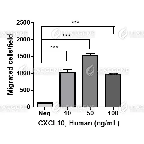 Human CXCL10, His Tag, E. coli