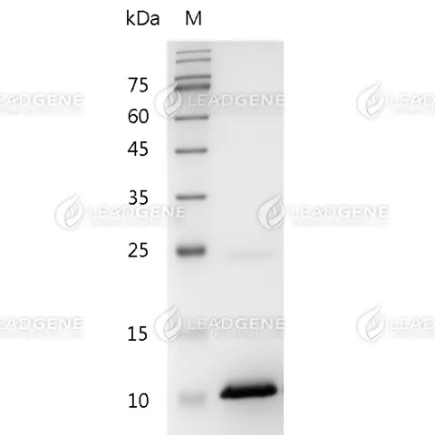 Human CXCL10, His Tag, E. coli