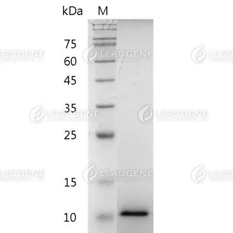 Human CXCL11, His Tag, E. coli